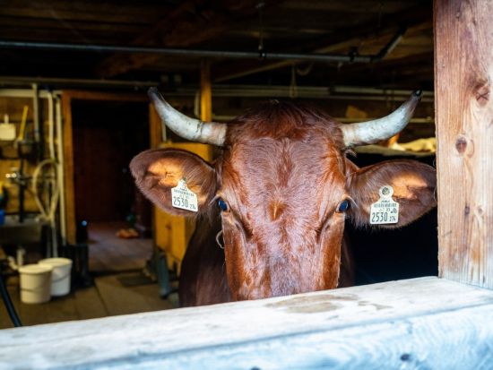 Wanderurlaub in Salzburg