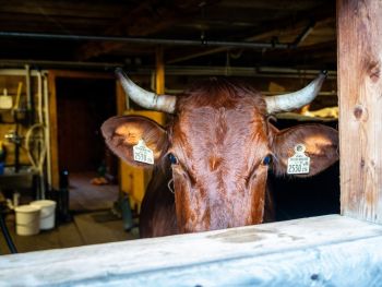 Wanderurlaub in Salzburg