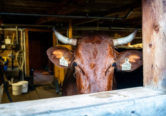 Wanderurlaub in Salzburg